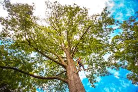Best Tree Disease Treatment  in Cedarburg, WI