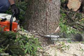  Cedarburg, WI Tree Services Pros
