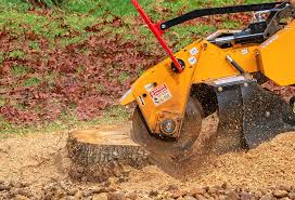 Best Tree Cabling and Bracing  in Cedarburg, WI