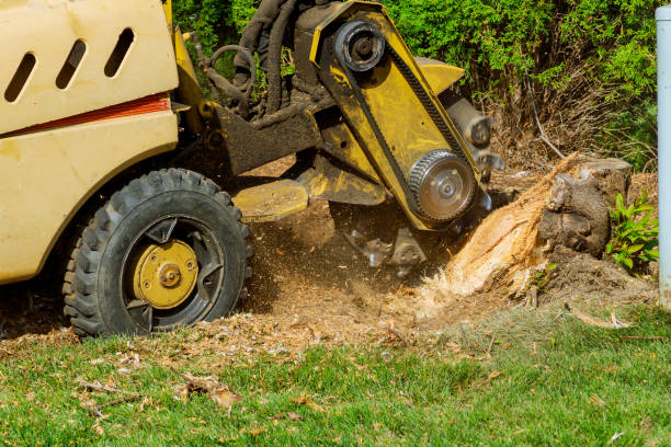 Professional Tree Services in Cedarburg, WI