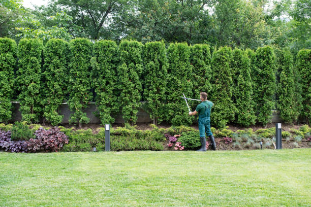 Best Lawn Renovation and Restoration  in Cedarburg, WI