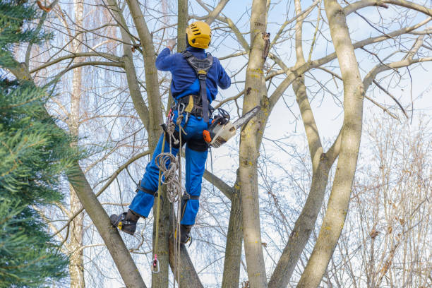 How Our Tree Care Process Works  in  Cedarburg, WI