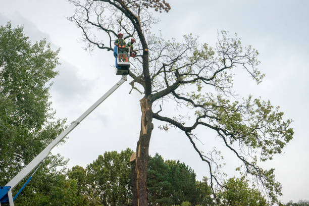 Best Utility Line Clearance  in Cedarburg, WI