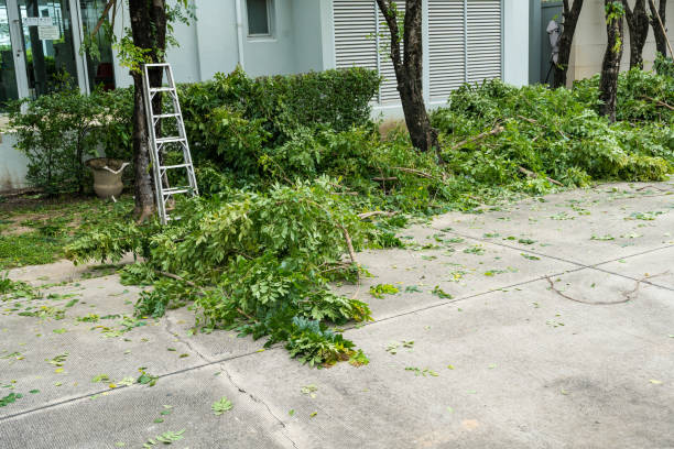 Best Tree Trimming and Pruning  in Cedarburg, WI