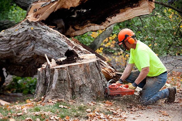Best Organic Lawn Care Solutions  in Cedarburg, WI