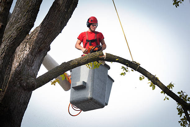 Best Tree and Shrub Care  in Cedarburg, WI