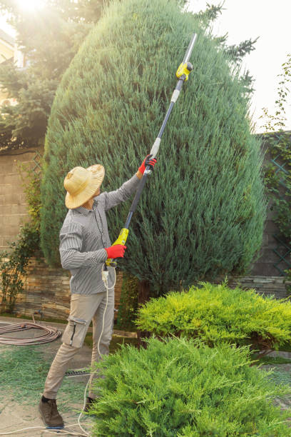 Best Fruit Tree Pruning  in Cedarburg, WI
