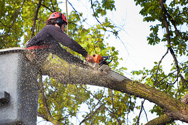 Lawn Renovation and Restoration in Cedarburg, WI