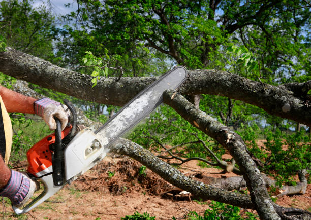Best Emergency Tree Removal  in Cedarburg, WI