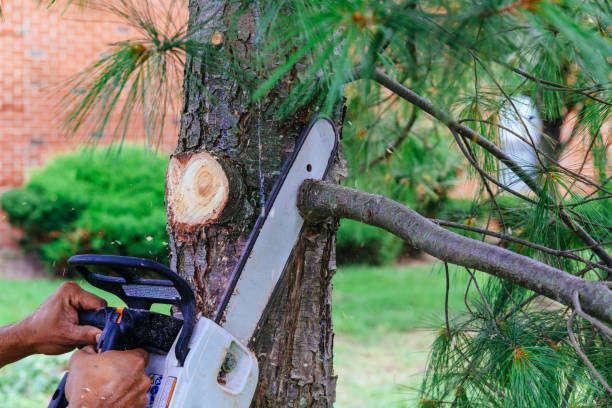 Best Tree Cabling and Bracing  in Cedarburg, WI